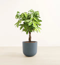 Money Tree